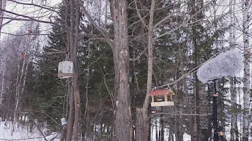 Sounds of Nature. Birds. Bullfinches. (Rode NT4, Zoom H6, Samsung S7)